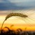 crop_wheat_wind_735_350-400x190